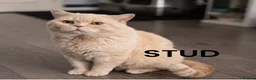 British Shorthair cats for sale: Beautiful British Shorthair Kittens - Advert 6