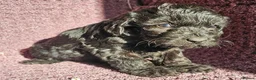 Cockapoo dogs for sale: F1 Cockerapoo puppies  - Advert 3