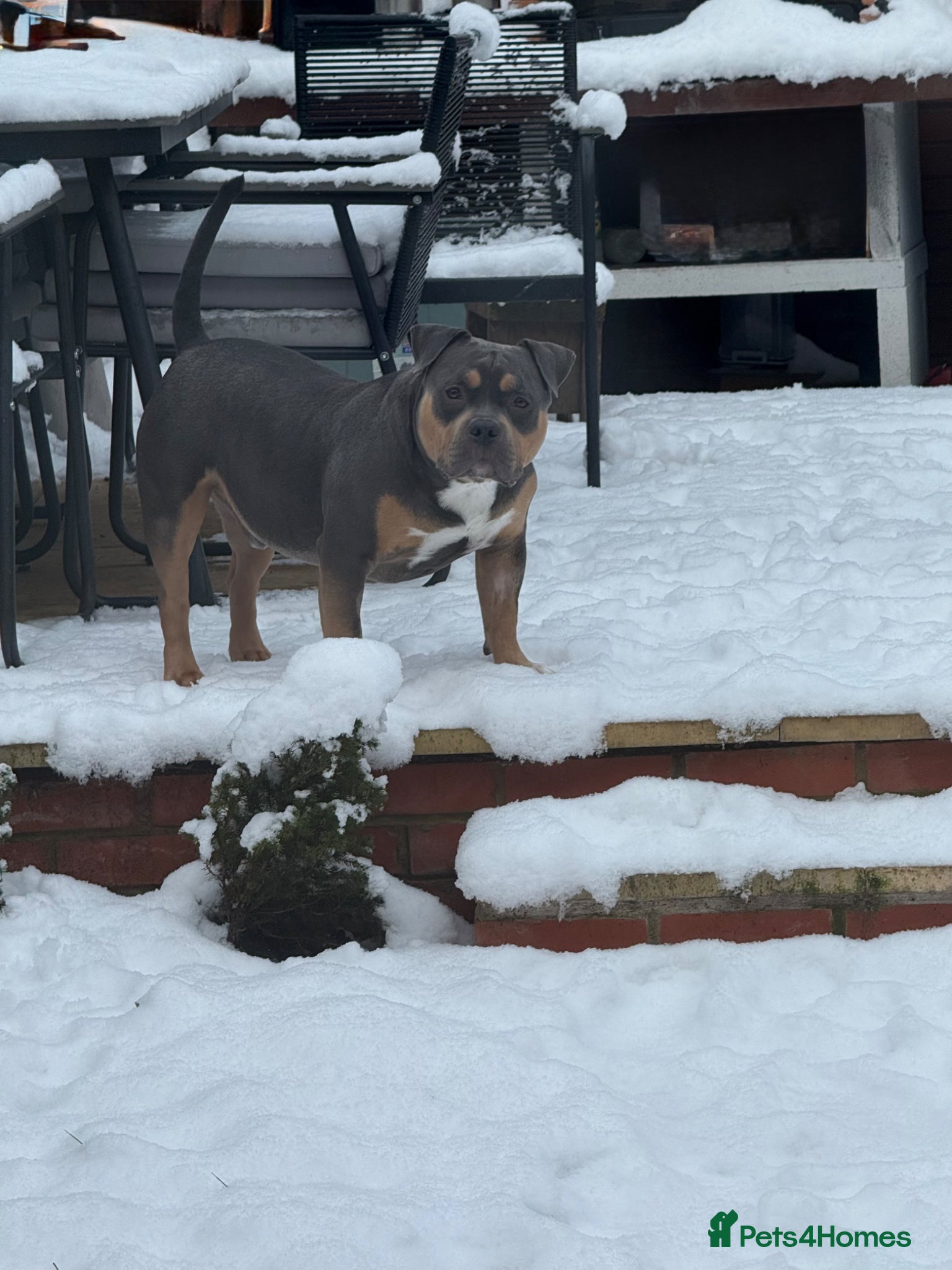 American Bully dogs ABKC Registered American Bully Pocket Stud - Advert 2