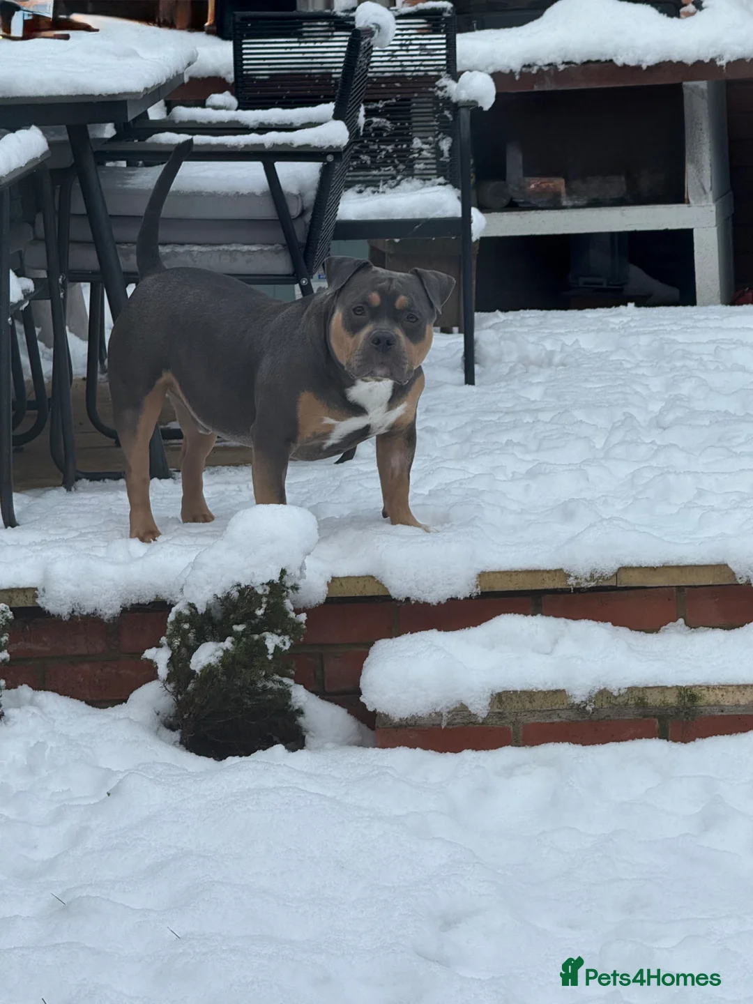 American Bully dogs for stud: ABKC Registered American Bully Pocket Stud in Stoke-on-Trent - Advert 1