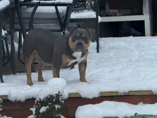 American Bully dogs ABKC Registered American Bully Pocket Stud - Advert 2