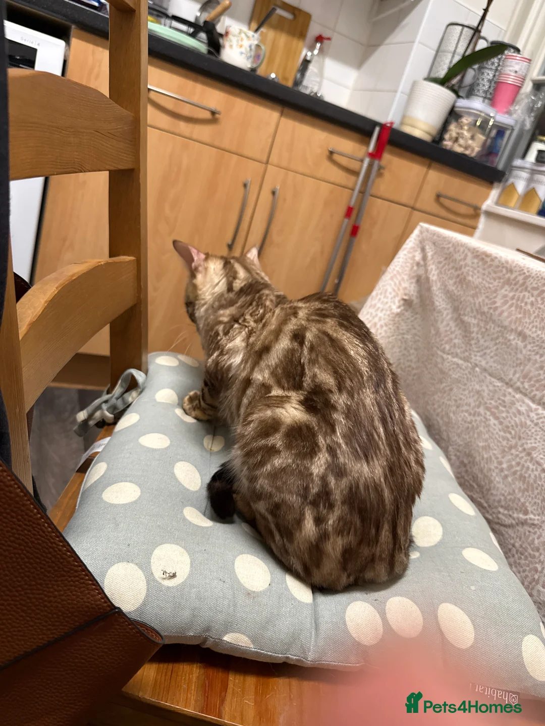Bengal cats for sale: Beautiful Bengal Girl  - Advert 3