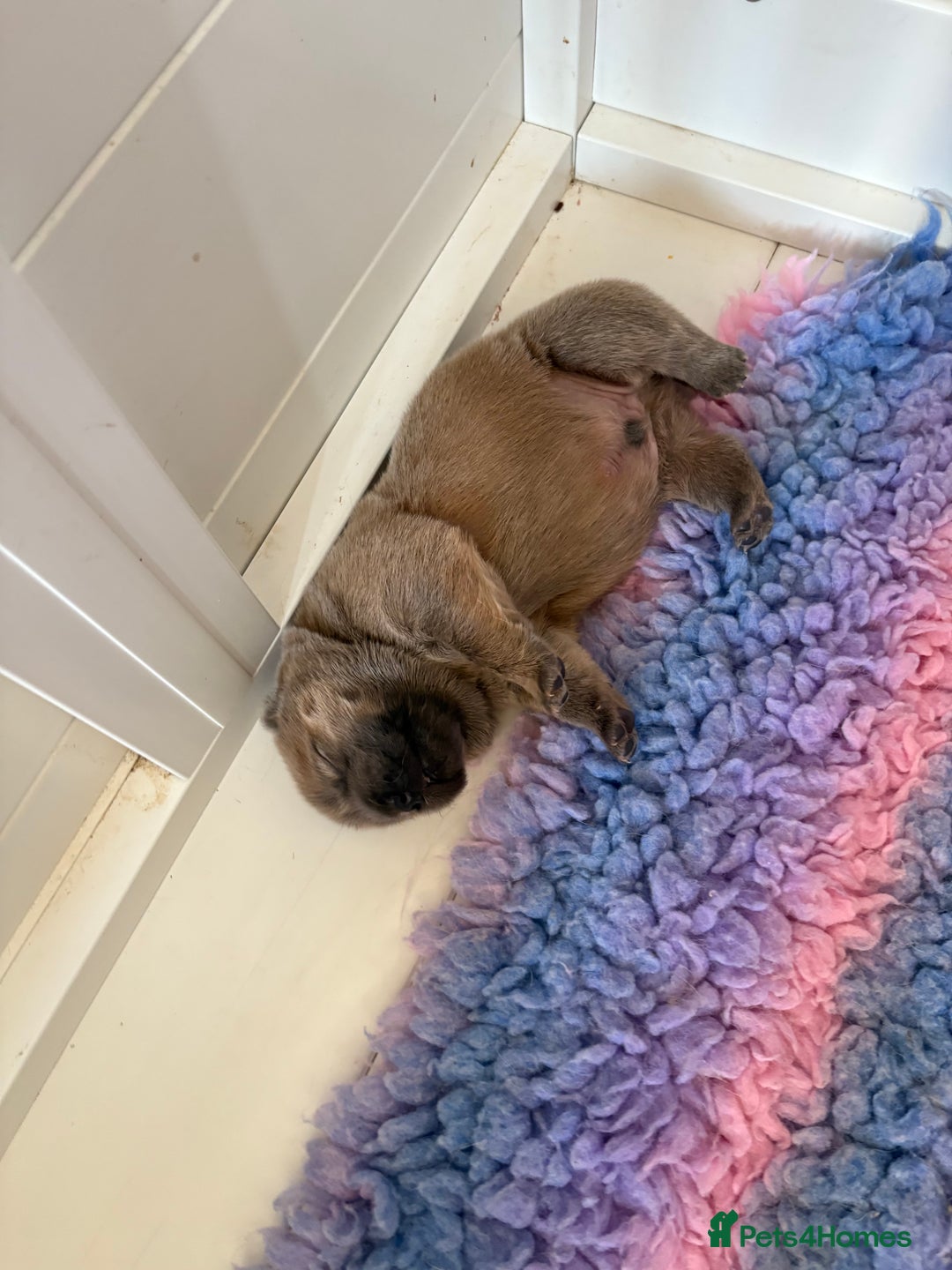 Chow Chow dogs for sale: Standard CH Champion Bloodline chow chows - Image 10