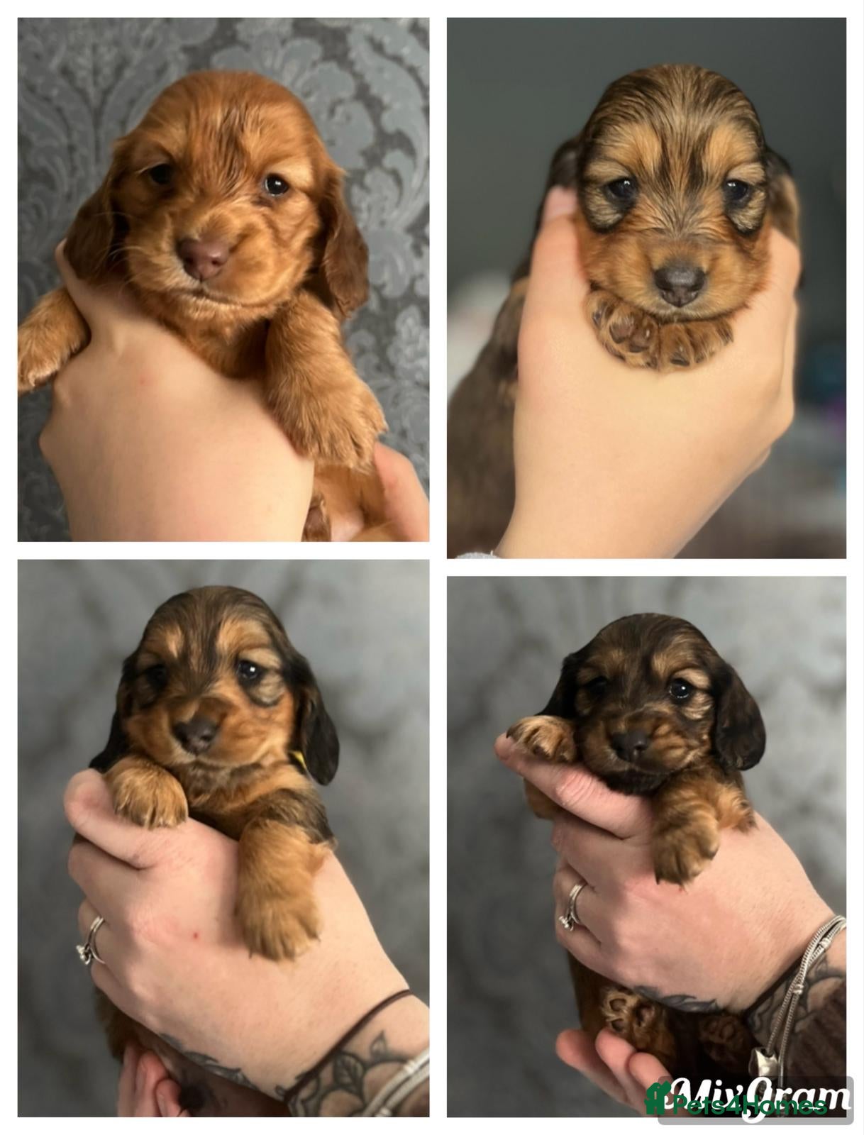 Miniature Dachshund dogs Beautiful Long hair dachshund KC reg & PRA clear  - Advert 4