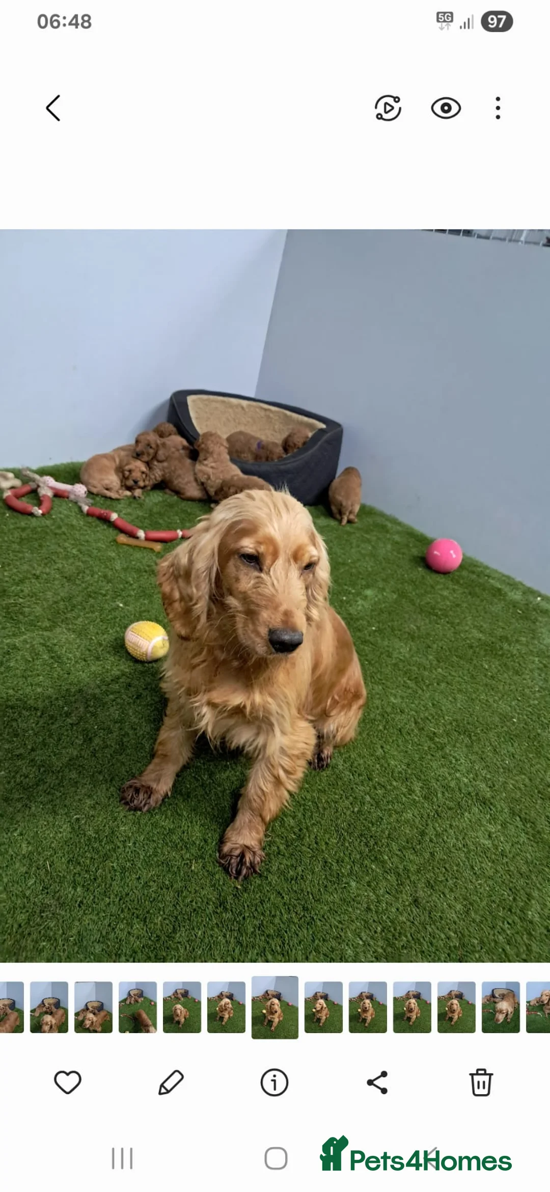 Cockapoo dogs for sale: Cockapoo pups - Advert 1