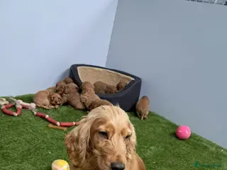 Cockapoo dogs Cockapoo pups - Advert 1