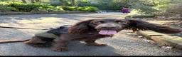 Cocker Spaniel dogs for stud: 5 year old cocker spaniel for stud in Gateshead - Advert 3