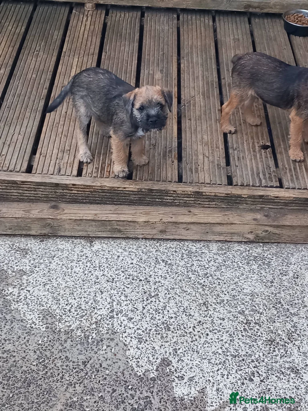 Border Terrier dogs for sale: Border terrior puppies  - Advert 2