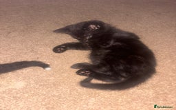 Mixed Breed cats for sale: Fluffy black kittens ready now  - Image 1