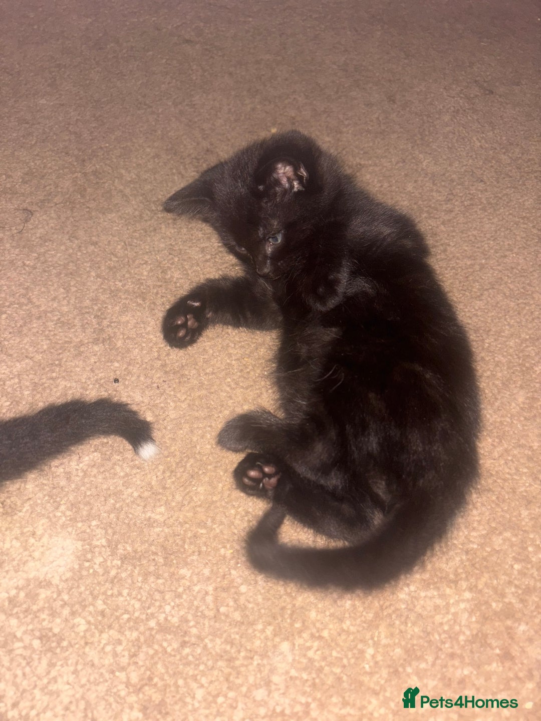 Mixed Breed cats for sale: Fluffy black kittens ready now  - Image 1