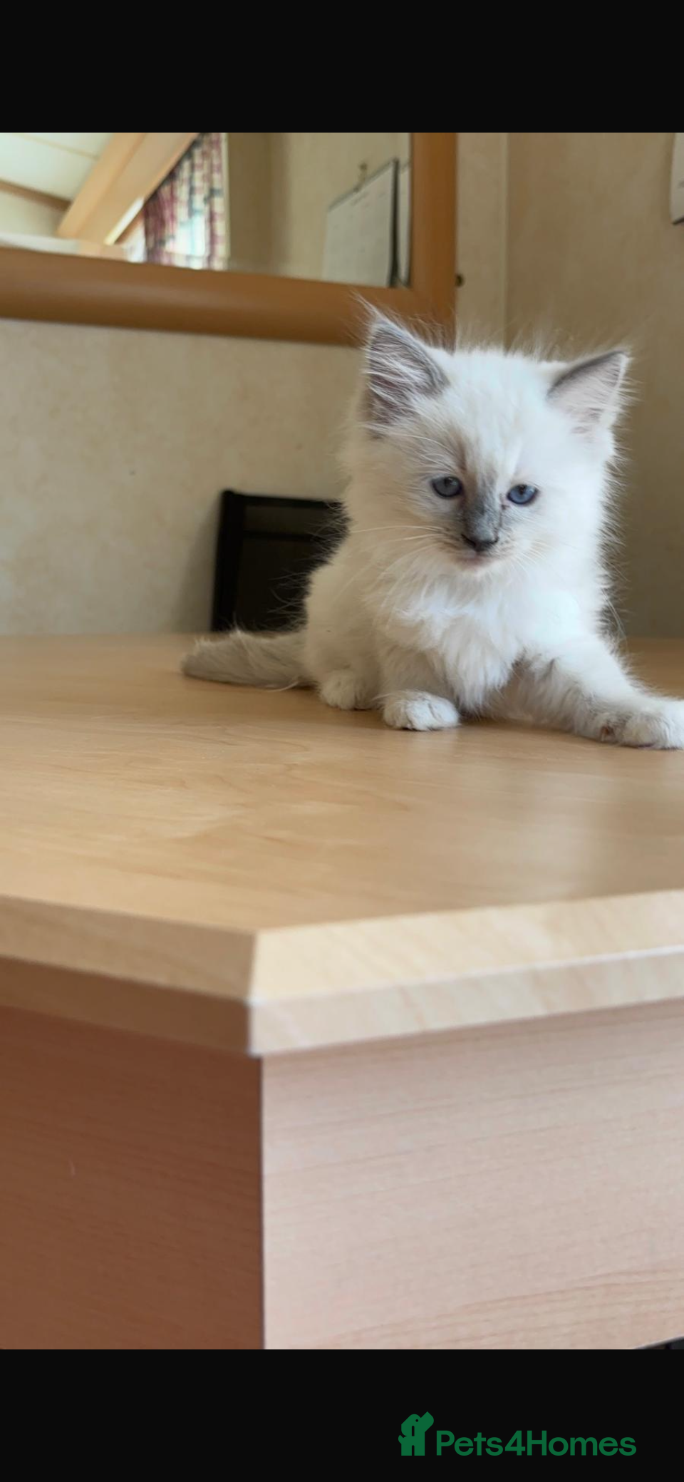 Ragdoll cats Beautiful Ragdols - Advert 6
