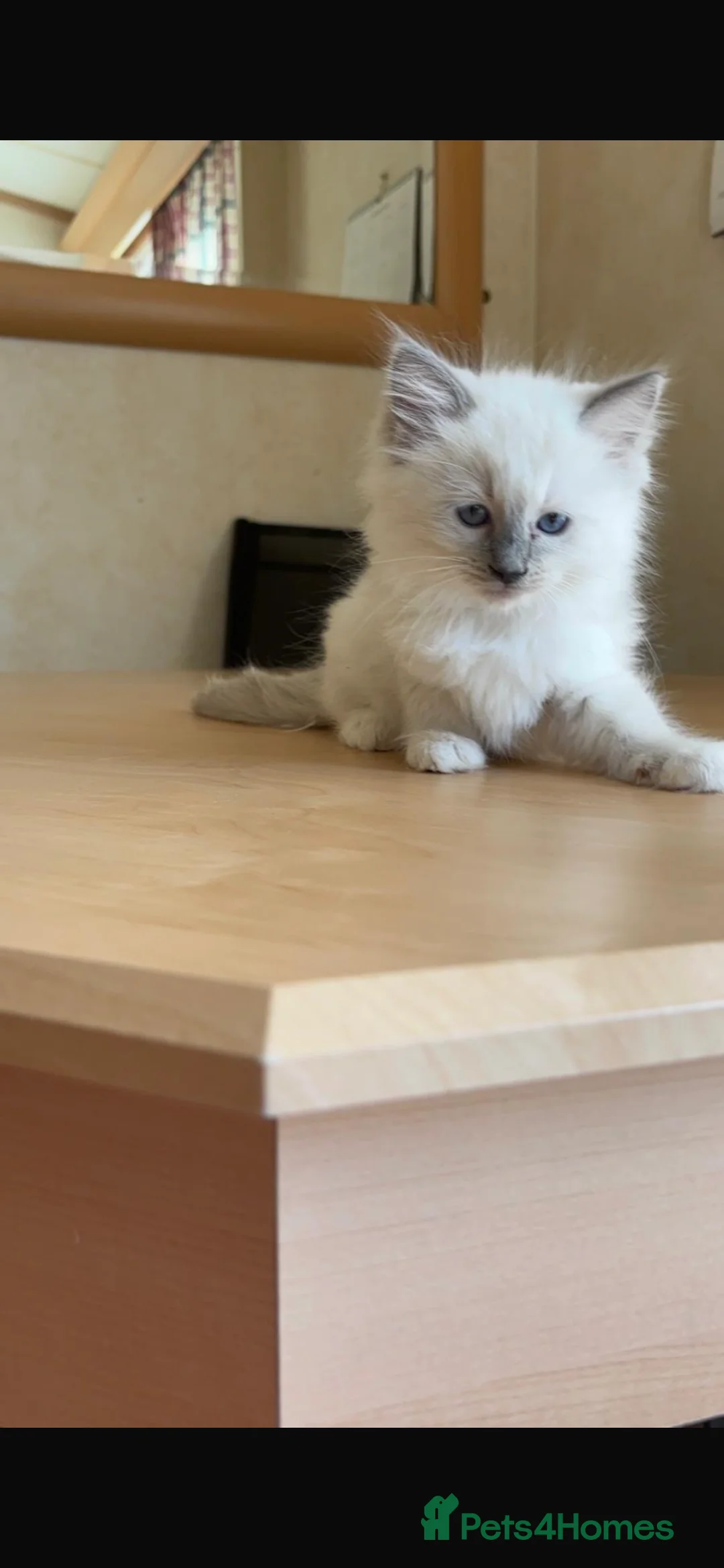 Ragdoll cats for sale: Beautiful Ragdols - Advert 1