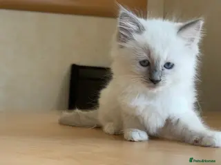 Ragdoll cats Beautiful Ragdols - Advert 6
