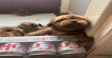 Lhasa Apso dogs - Advert 11