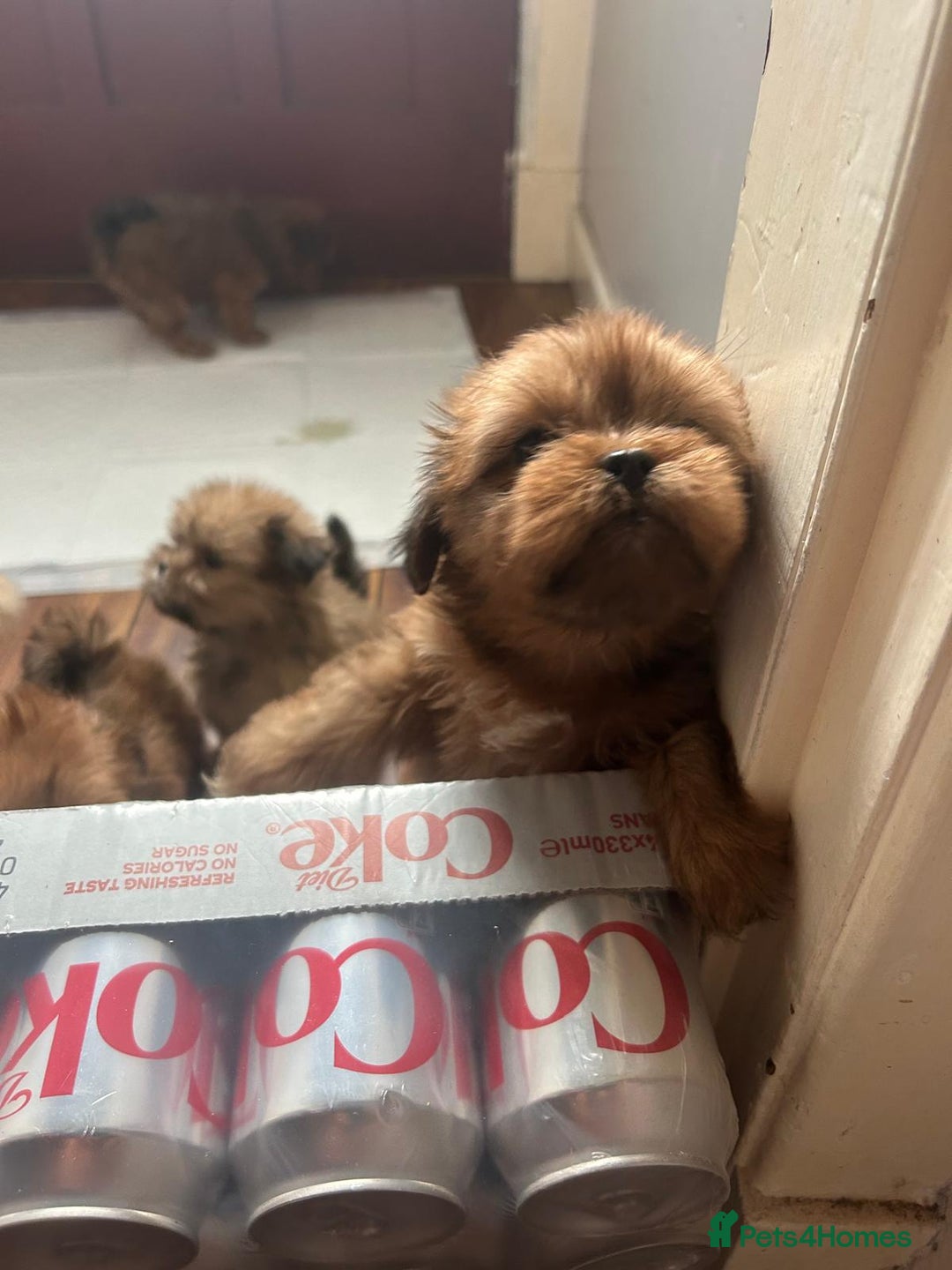 Lhasa Apso dogs for sale: Red and tan Lhasa apso puppies  - Image 2