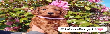Pink Collar Girl