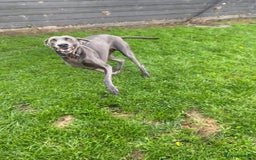 Weimaraner dogs for sale: 9 years old Winston looking for a new home  - Image 13