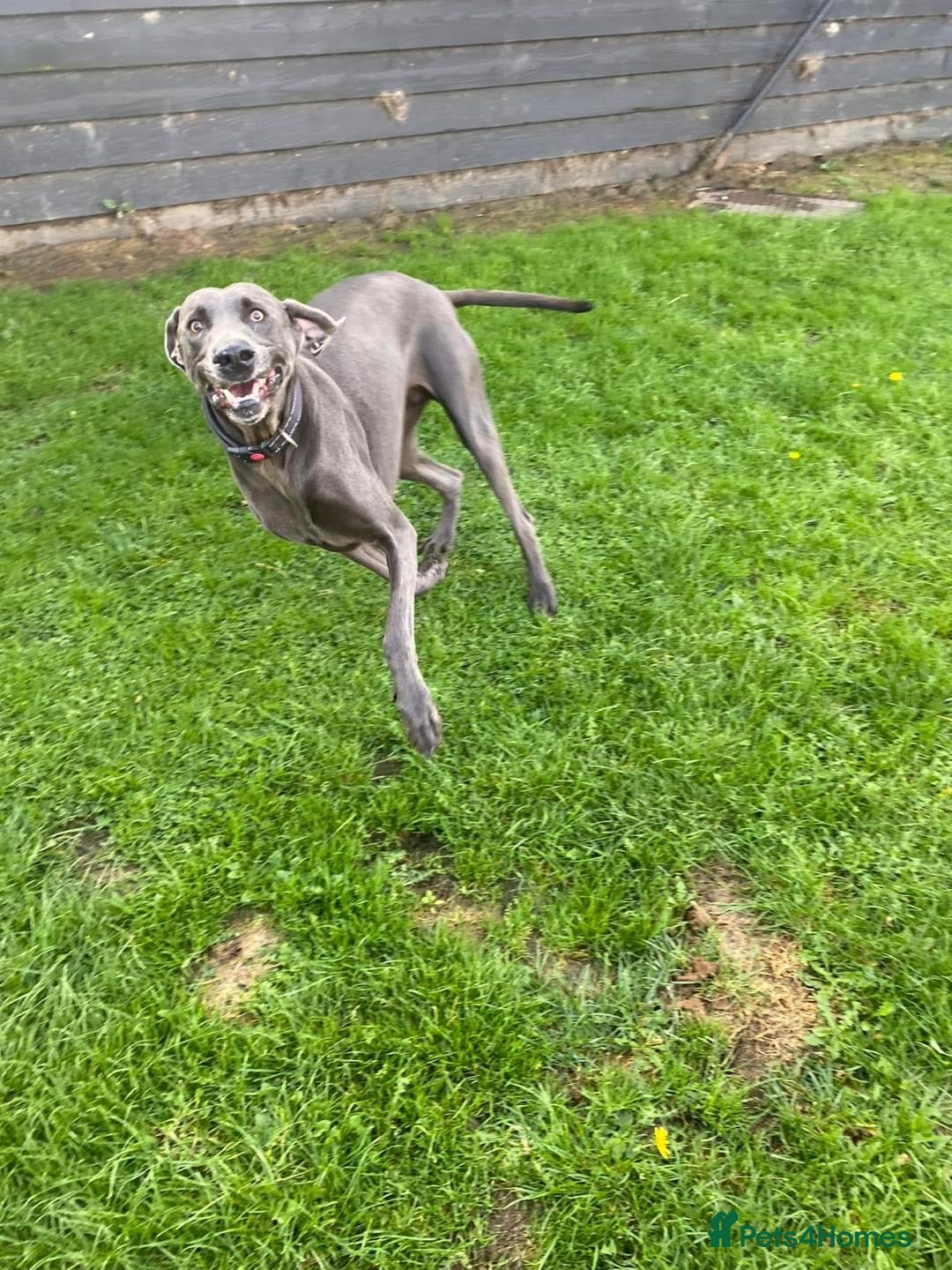 Weimaraner dogs for sale: 9 years old Winston looking for a new home  - Image 13