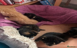 Mixed Breed cats for sale: 5 girls for sale  - Image 3