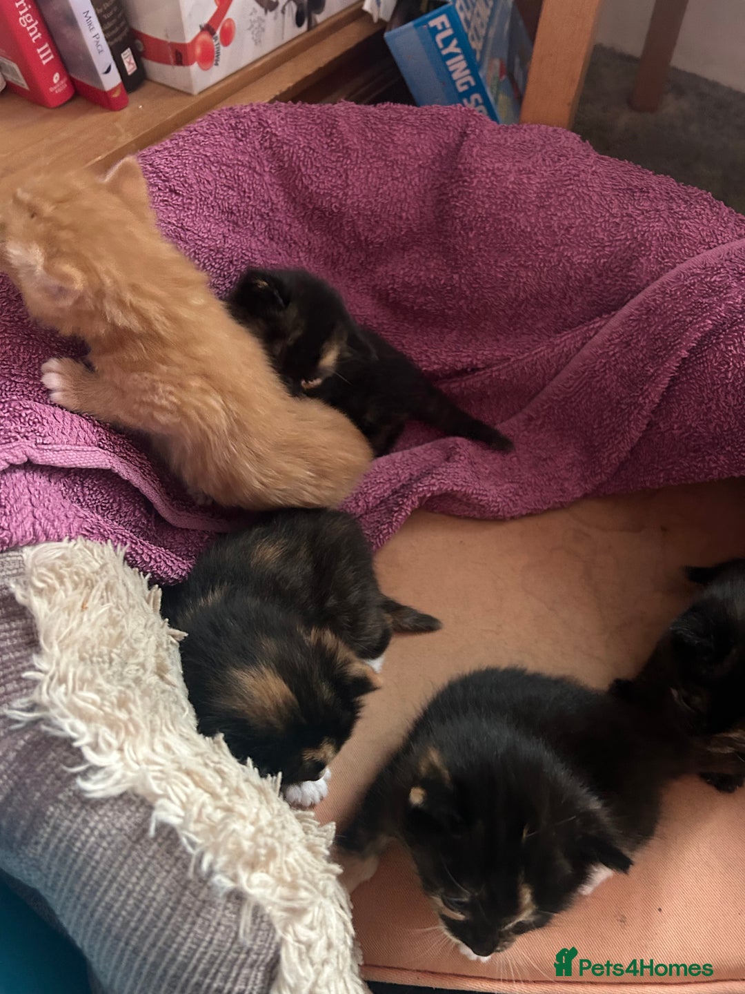 Mixed Breed cats for sale: 5 girls for sale  - Image 3