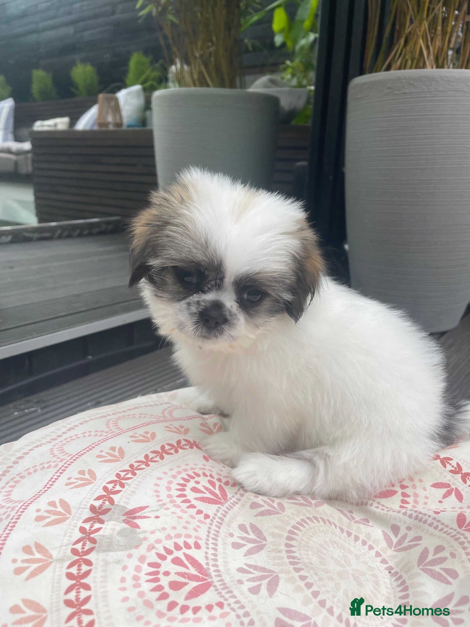 Shih Tzu dogs Beautiful imperial Shih Tzu puppies READY NOW  - Advert 12