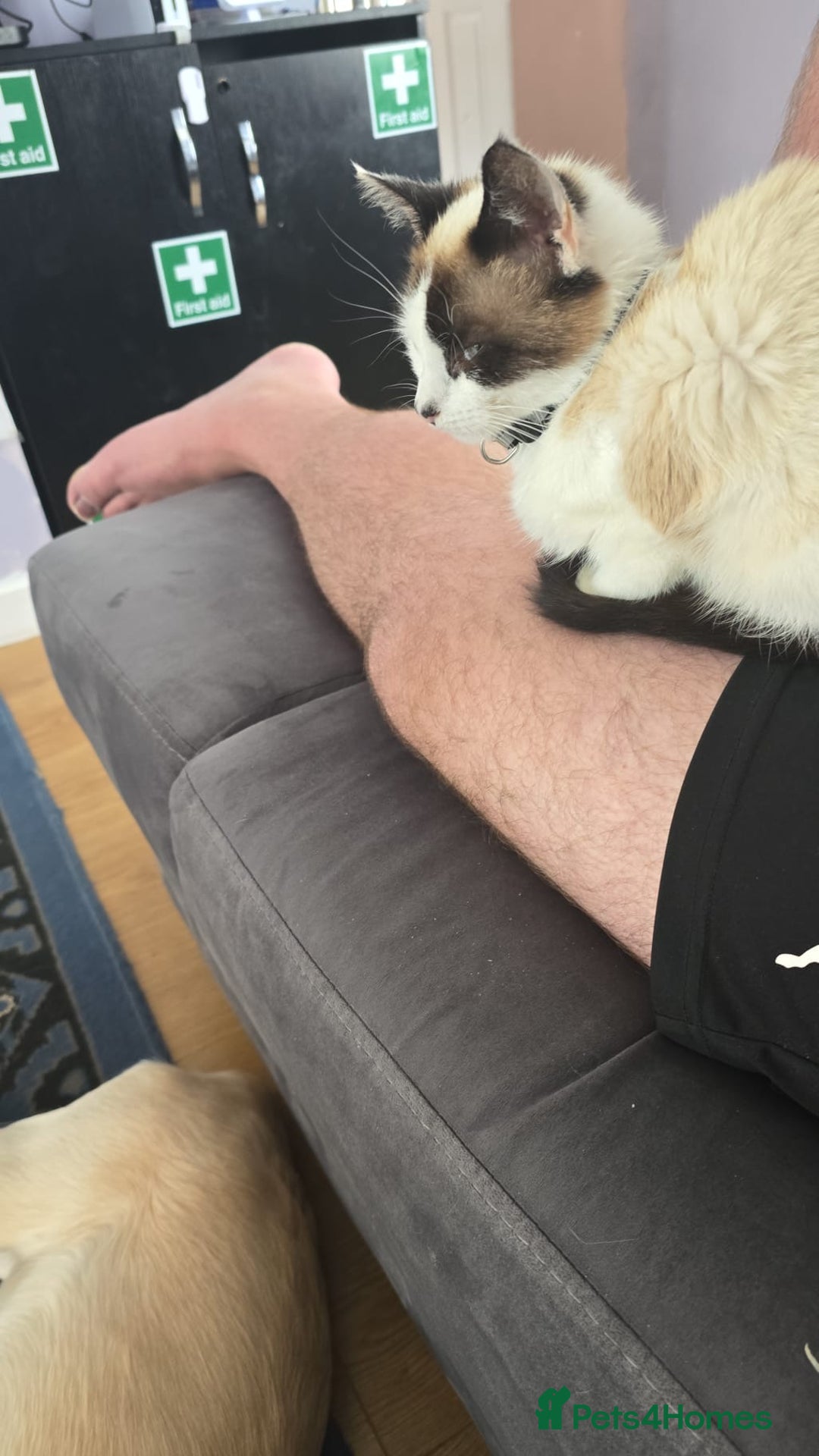 Snowshoe cats for sale: Male snowshoe  - Image 3