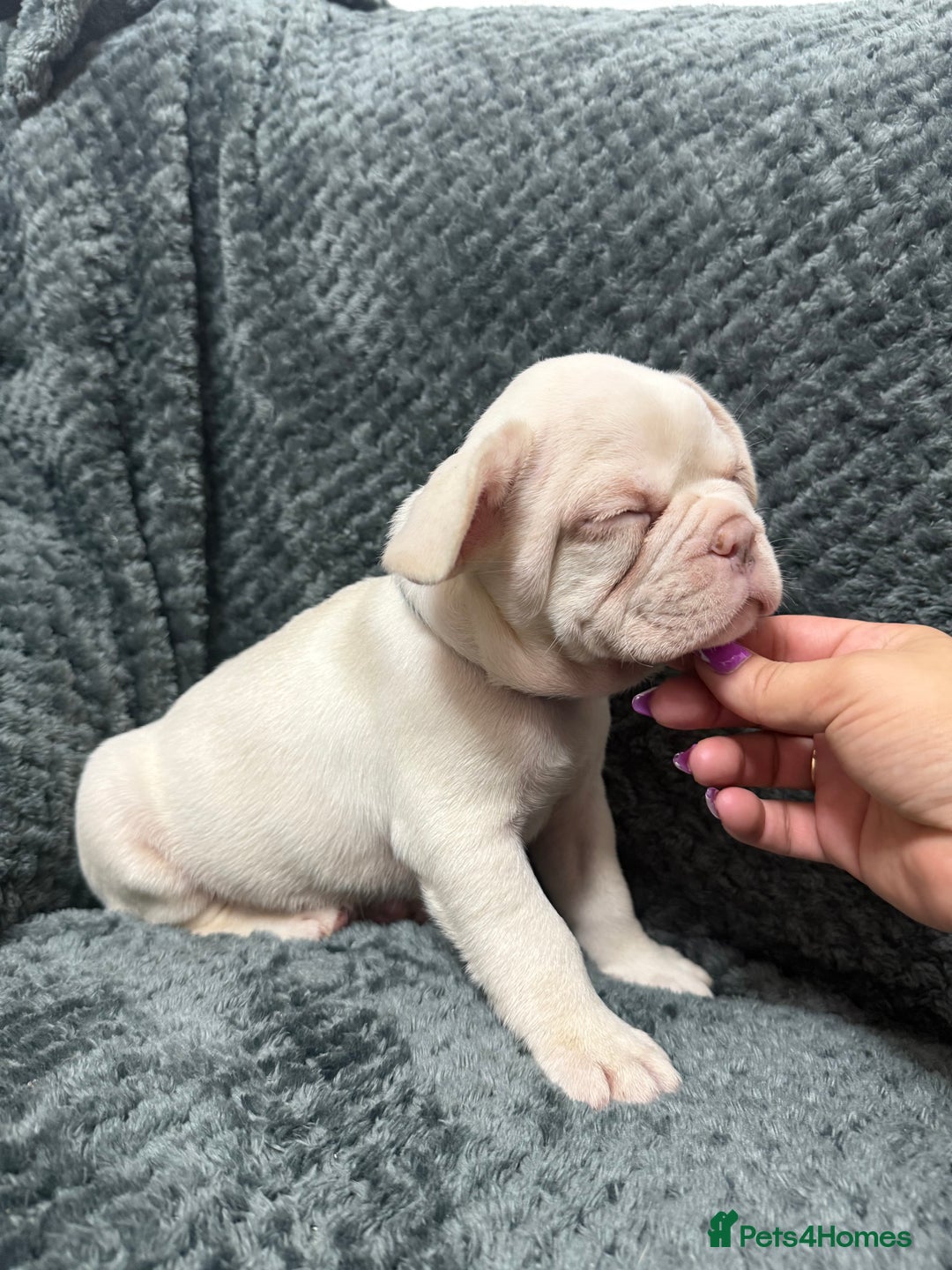 French Bulldog dogs for sale: Cream/ platinum French Bulldog puppy , ready now❤️ - Advert 8
