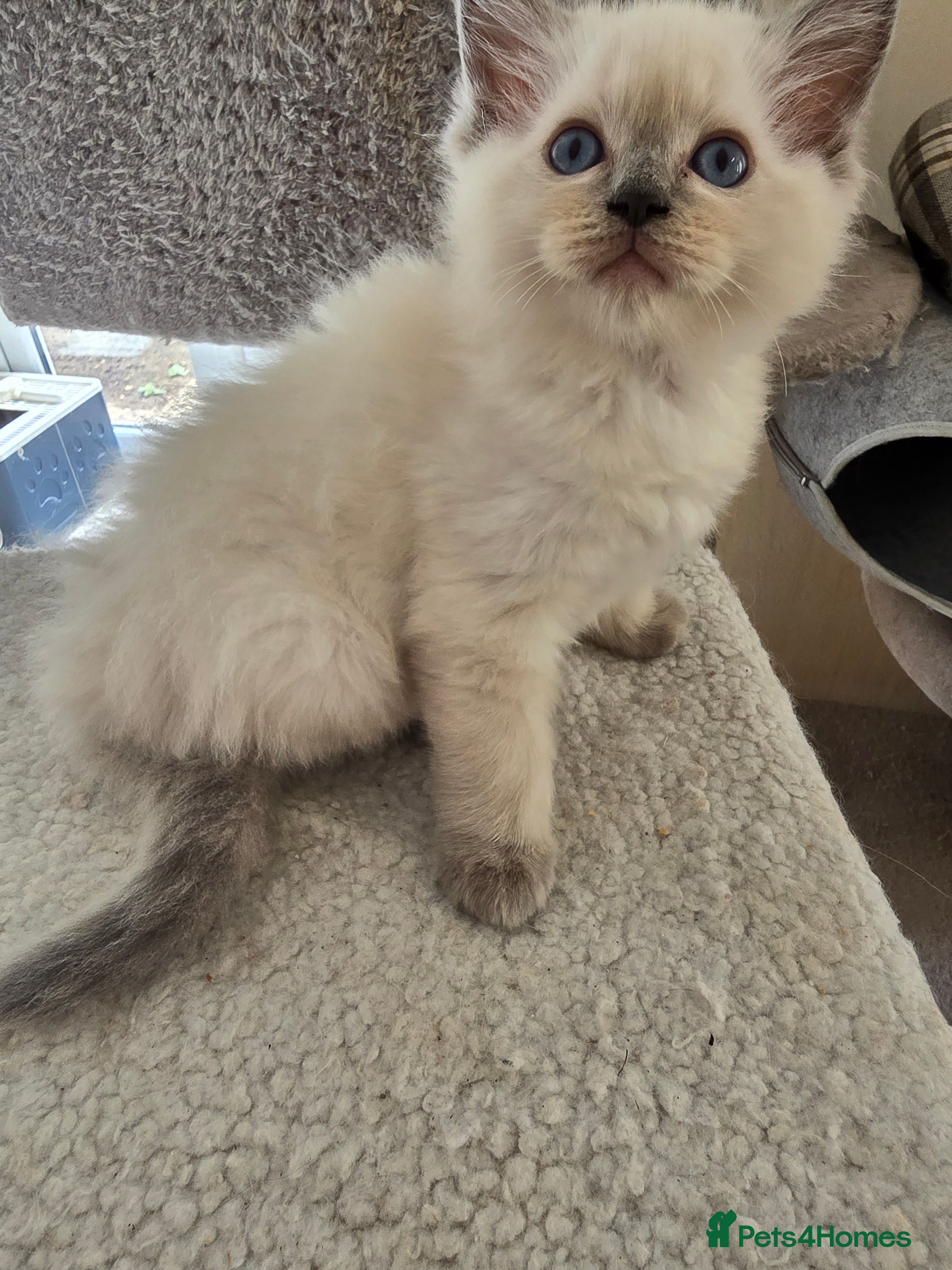 Ragdoll cats Beautiful Ragdoll kittens, full pedigree  - Advert 2