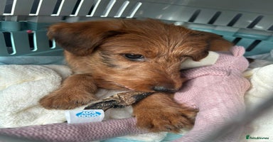 Irish Terrier dogs - Advert 10
