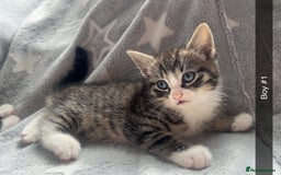 Mixed Breed cats for sale: kittens ready for reservation  - Image 9