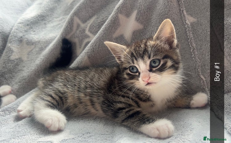 Mixed Breed cats for sale - Advert 1