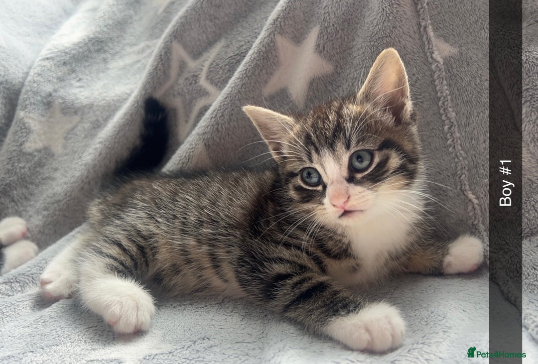 Mixed Breed cats for sale: kittens ready for reservation  - Image 9