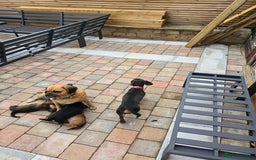 Mixed Breed dogs for sale: Very loving puppies looking for their forever home - Image 9