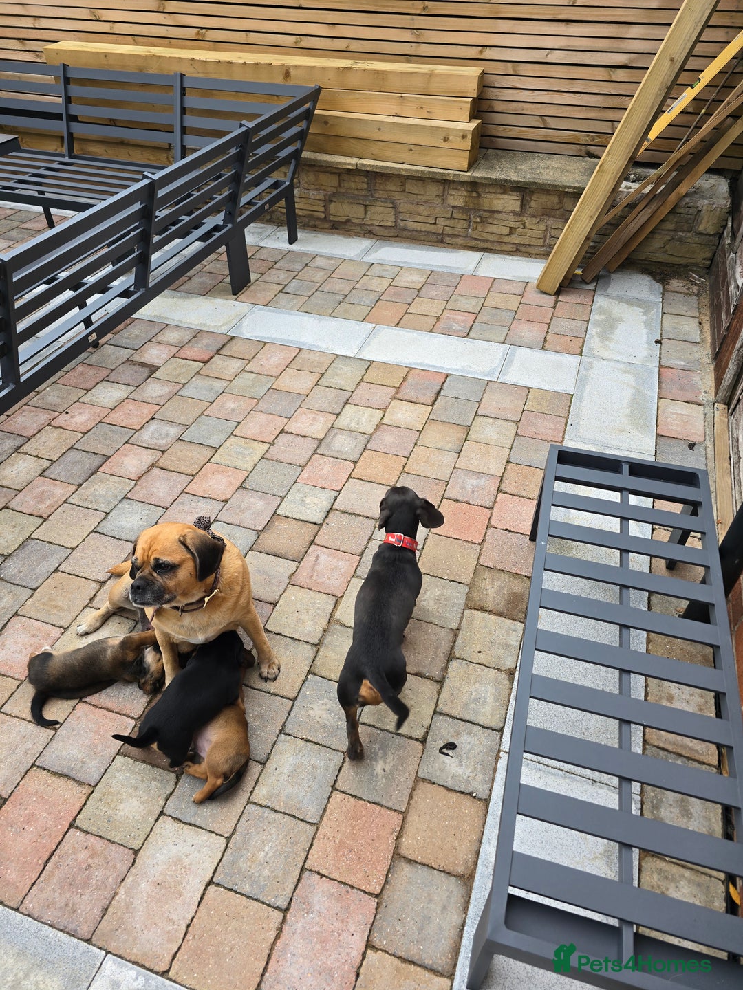 Mixed Breed dogs for sale: Very loving puppies looking for their forever home - Image 9