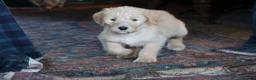 Labradoodle dogs for sale: Beautiful Third-Generation Labradoodle Puppie - Advert 6