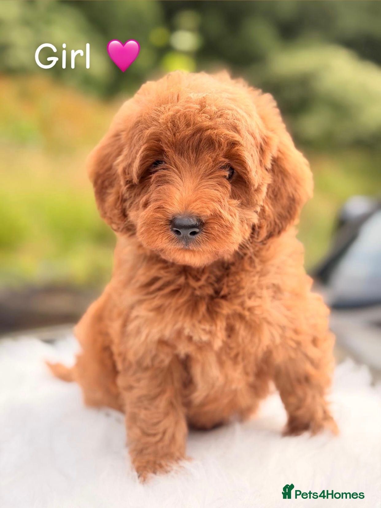 Cavapoo dogs Cavapoo puppies  - Advert 2