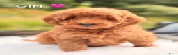 Cavapoo dogs for sale: Cavapoo puppies  - Advert 2