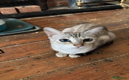 Bengal cats for sale: Gorgeous brown spot bengal kittens Sofa ready  - Image 16