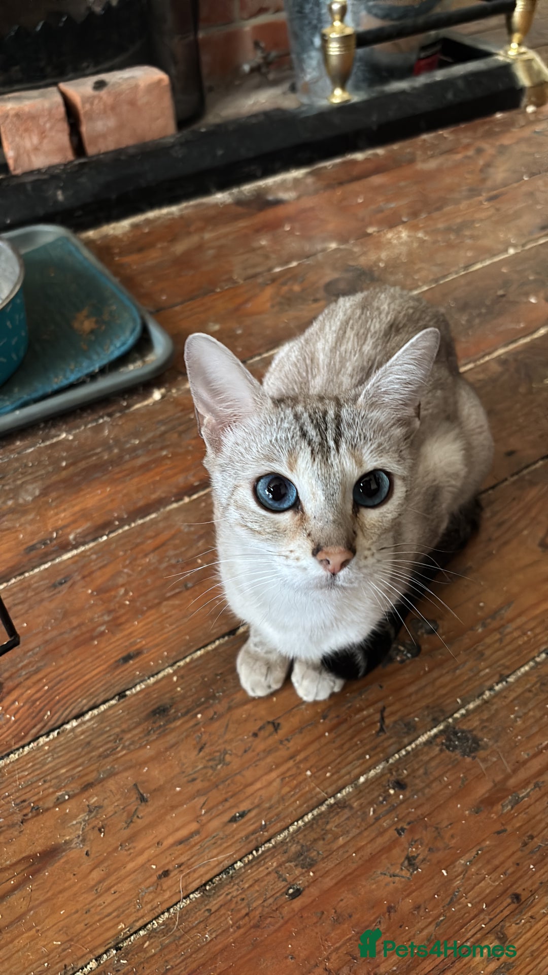 Bengal cats for sale: Gorgeous brown spot bengal kittens Sofa ready  - Image 16