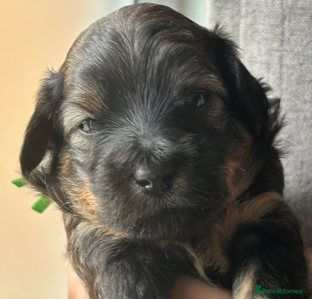 Mixed Breed dogs for sale: Tibetan x Toy Poodle - Image 15