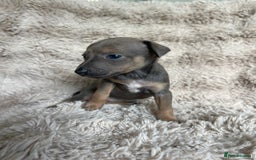 Mixed Breed dogs for sale: 3/4 Italian greyhound puppies  - Image 12