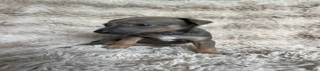 Blue/fawn female