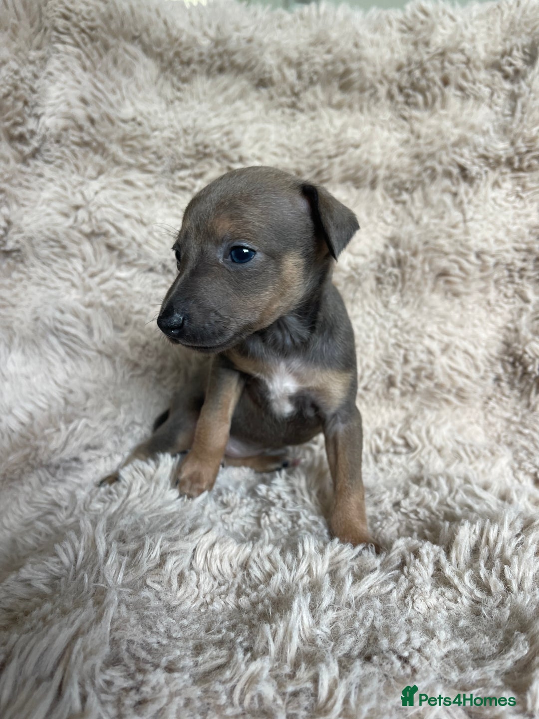 Mixed Breed dogs for sale: 3/4 Italian greyhound puppies  - Image 12