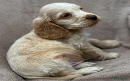 Cocker Spaniel dogs for sale: Show cocker spaniel puppies  - Image 5