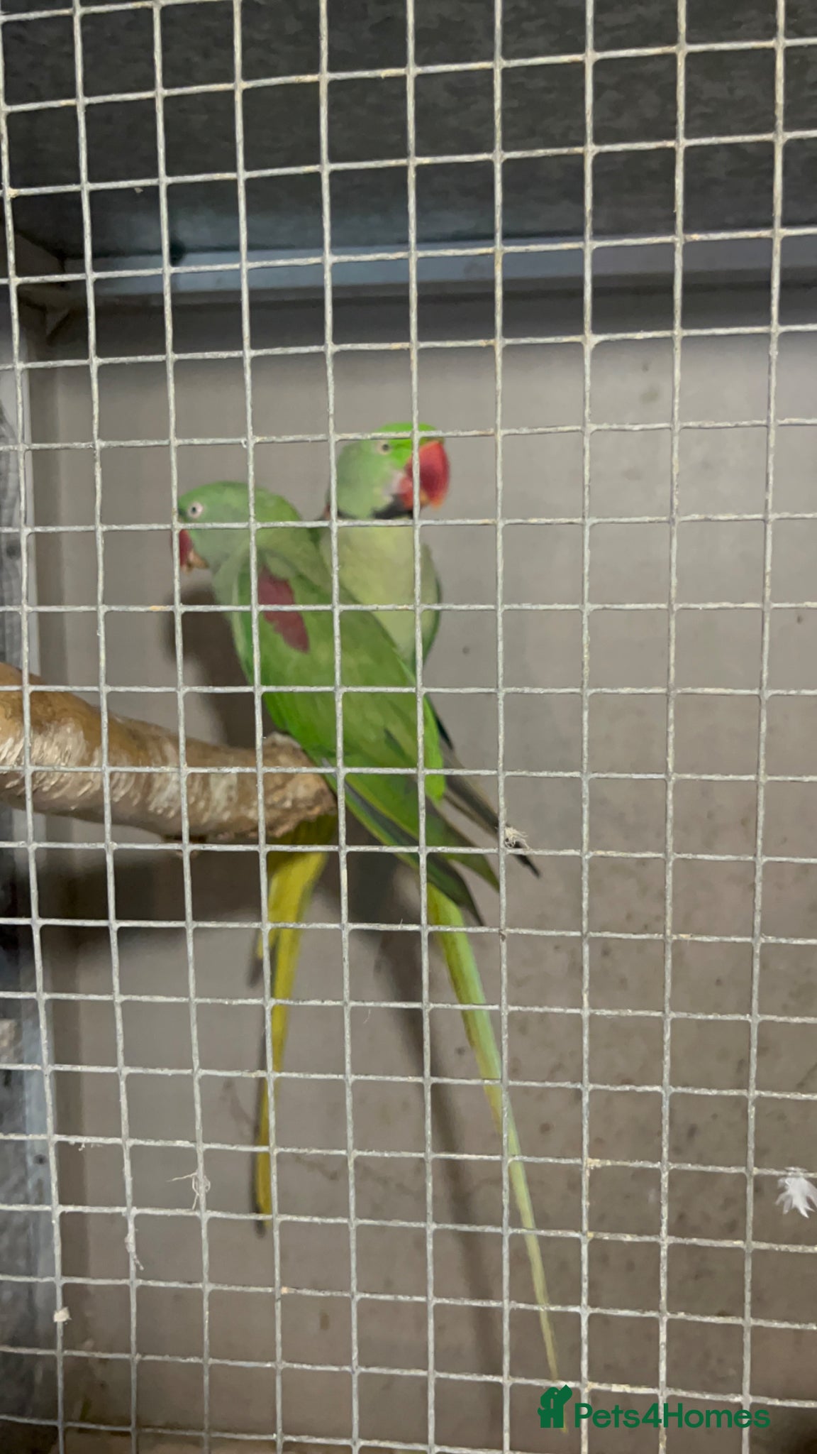 Parrots birds Pair of Alexandrine parrots for sale - Advert 15