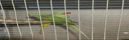 Parrots birds for sale: Pair of Alexandrine parrots for sale in Romford - Advert 1