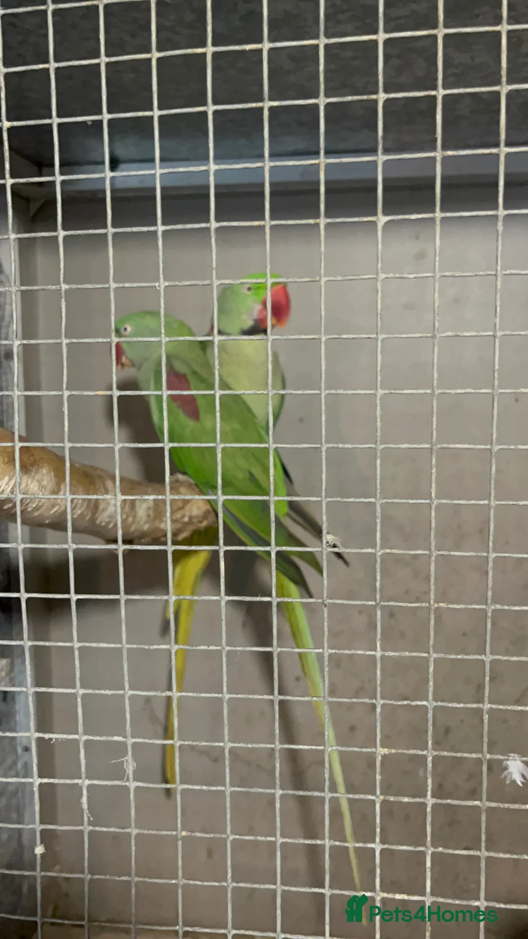 Parrots birds for sale: Pair of Alexandrine parrots for sale in Romford - Advert 1