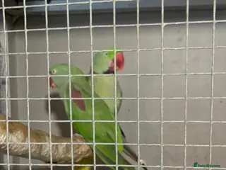 Parrots birds Pair of Alexandrine parrots for sale - Advert 2