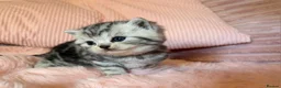 British Shorthair cats for sale: Beautiful bsh kittens  - Advert 7
