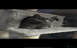 British Shorthair cats for sale: 2 Beautiful British shorthair cats 5 years  - Image 5